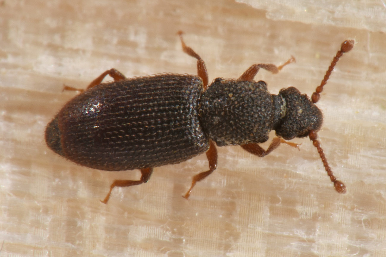 Monotomidae: Monotoma brevicollis